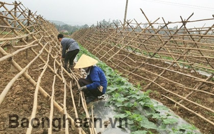 Nét mới vụ đông ở Cẩm Sơn (Anh Sơn)
