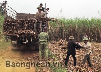 Được mùa, người trồng mía chưa vui