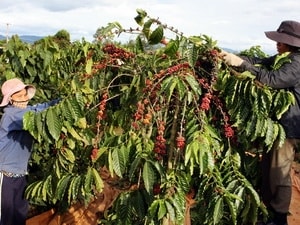 Việt Nam bán ra ít hơn 40% sản lượng cà phê vụ mới