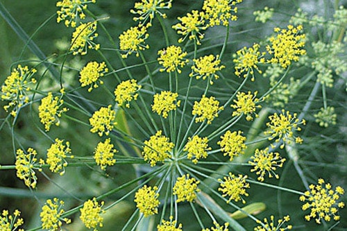 Chữa rối loạn tiêu hóa bằng thảo dược