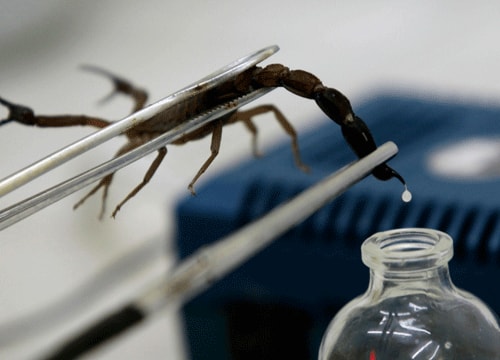 Nọc độc bò cạp trị 5 loại ung thư