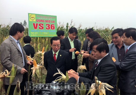 Hội thảo đánh giá mô hình trình diễn giống ngô lai VS36
