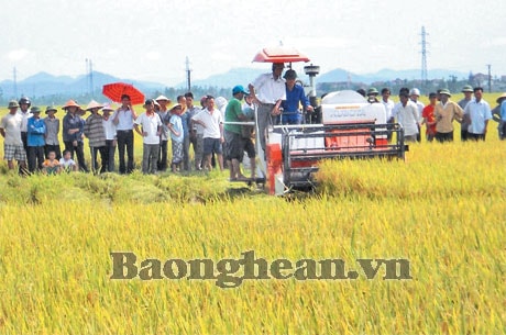 Xây dựng cánh đồng mẫu lớn - Tạo đột phá cho nông nghiệp