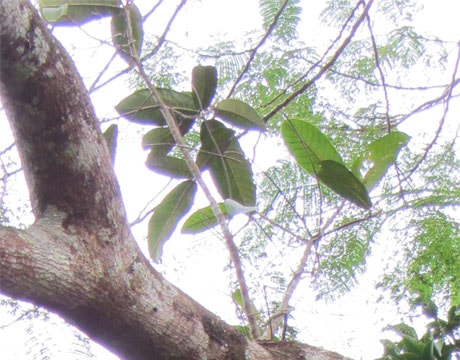 Cây quý ở Đền Vạn - Cửa Rào