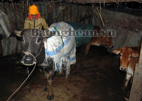 Chủ động phòng chống đói, rét cho vật nuôi