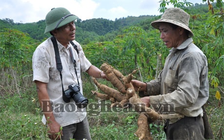 Sắn - cây xoá đói giảm nghèo vùng tái định cư Thủy điện Bản Vẽ