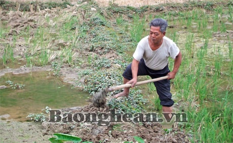 “Cha đẻ” lúa nước ở La Ngan