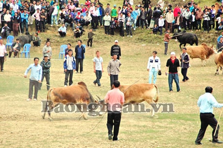 Vùng cao vào hội chọi bò