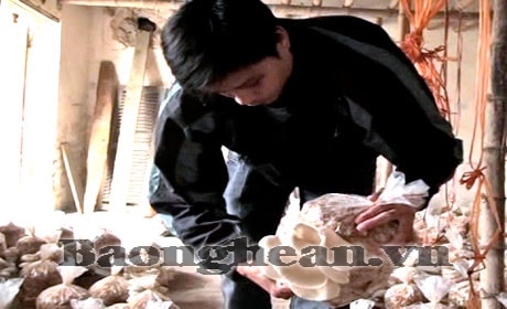 Quỳnh Xuân (Quỳnh Lưu): Thí điểm thành công mô hình trồng nấm sò trắng