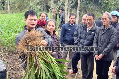 Nhân rộng mô hình trồng cây rễ hương