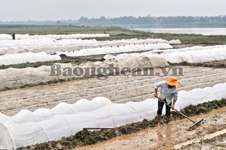 Tiết giảm chi phí trong sản xuất vụ xuân