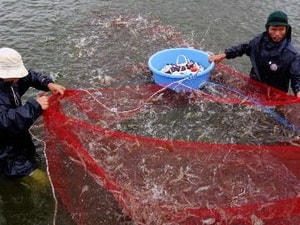 Bộ TM Mỹ thụ lý đơn kiện mặt hàng tôm Việt Nam