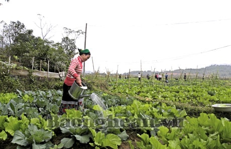 Giúp dân bản Chiềng trồng rau sạch