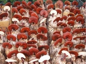 Thí điểm thành công công nghệ sản xuất nấm linh chi