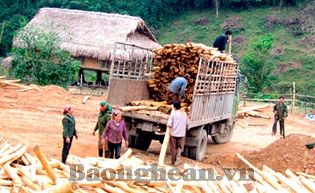 Người dân Con Cuông hết mặn mà với cây nguyên liệu giấy?