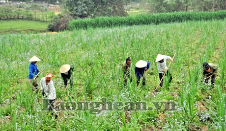 Tân Kỳ: Tập trung xử lý bệnh chồi cỏ mía bằng vôi bột