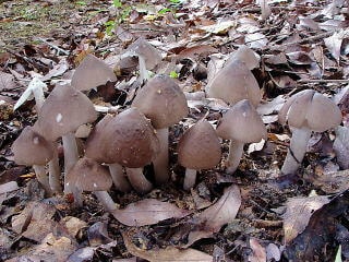 Tăng sức đề kháng với nấm mối