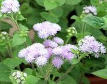 Dược thiện chữa viêm mũi dị ứng