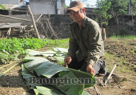 Nghề buôn lá chuối