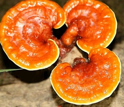 Công dụng chữa bệnh của nấm linh chi?