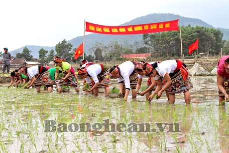 Tương Dương: Tưng bừng Hội thi cấy đầu Xuân 2013