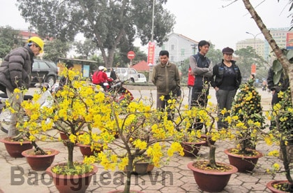 Phong phú thị trường hoa Tết