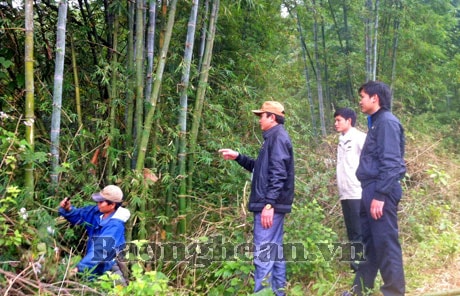 Cây mét trên đất Hạ Sơn