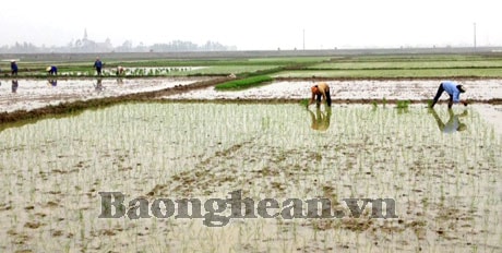 Nghi Lộc khẩn trương khép kín lúa cấy vụ xuân