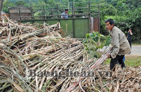 Năng suất mía cao, nhưng giá thấp