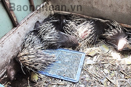 Bắt vụ vận chuyển động vật hoang dã