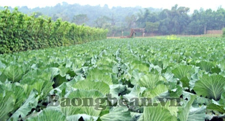 Xây dựng mô hình sản xuất ở miền núi, vùng đồng bào các dân tộc thiểu số - Thiếu tính bền vững