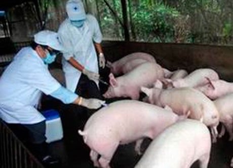 Công điện khẩn về phòng, chống dịch bệnh tai xanh ở lợn