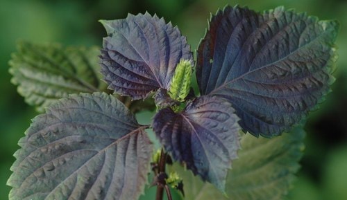 Bài thuốc và món ăn giải cảm hiệu quả