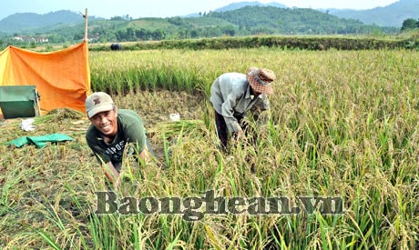 Cần nâng cao sức chiến đấu của TCCS đảng vùng tái định cư Thuỷ điện Bản Vẽ