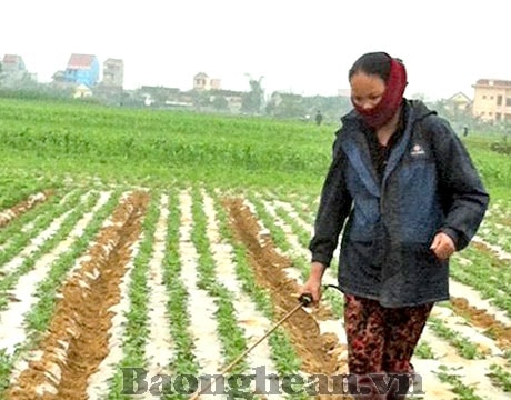 Toàn tỉnh tập trung phòng trừ sâu hại trên cây trồng vụ xuân