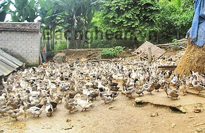 “Vương quốc” vịt bầu Qùy