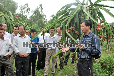 Dấu ấn khuyến nông Nghệ An 2012