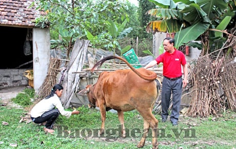 Hiệu quả "Ngân hàng bò" ở Yên Thành