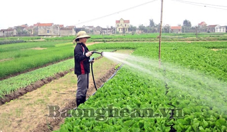 Sản xuất rau xanh theo quy trình VietGap ở Quỳnh Minh