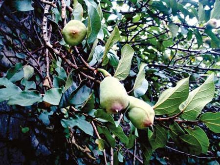 Quả thằn lằn chữa di tinh, liệt dương