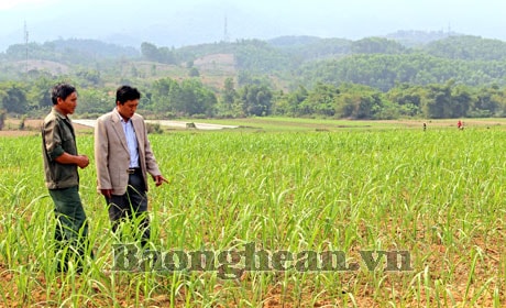 Con Cuông tăng cường khai hoang, phục hóa phục vụ sản xuất