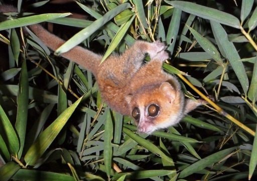 Thêm 2 loài vượn vào nhóm động vật linh trưởng