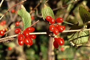 Sơn thù du bổ thận tráng dương