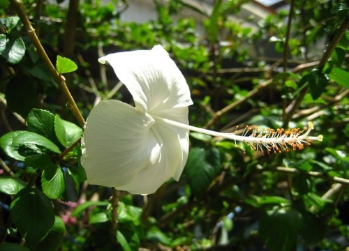 Bài thuốc chữa viêm loét dạ dày hiệu quả