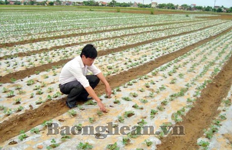 Kết quả mô hình trình diễn phân bón NPK3.9.6 Lâm Thao cho cây lạc vụ đông  2012