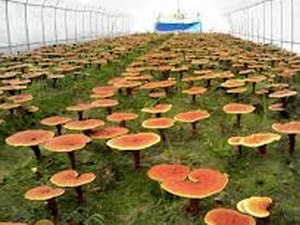 Hoàn thiện quy trình trồng nấm linh chi tại TT-Huế