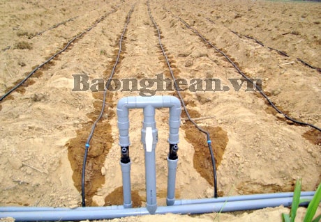 Quỳ Hợp: Ứng dụng công nghệ cao vào tưới nước cho mía