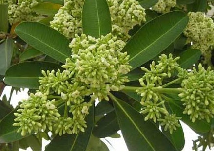 Cây hoa sữa chữa đau răng