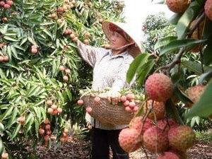 Công nghệ CAS nâng cao giá trị vải thiều Bắc Giang