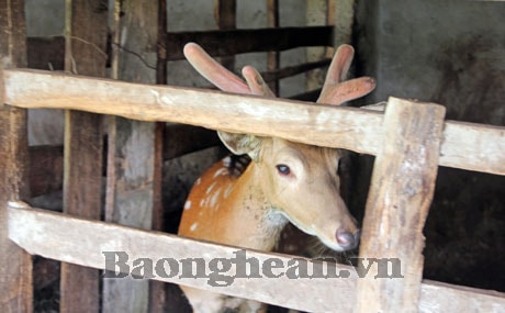 Kỳ 1: Những thăng trầm nghề